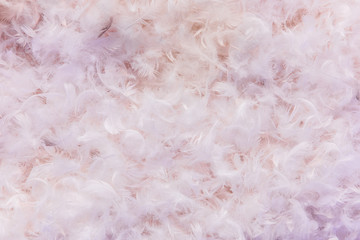 Background texture of soft pink feathers