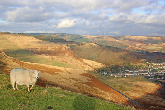 sheep overlooking a valley in Wales