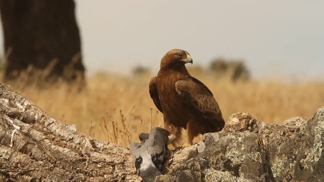 Adult male of Booted eagle dark morph. Aquila pennata