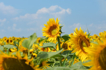 One towering above the other tall sunflower - Helianthus annuus, or Sunflower oil (lat. Helianthus annuus) with sky background