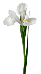 Iridaceae white flower