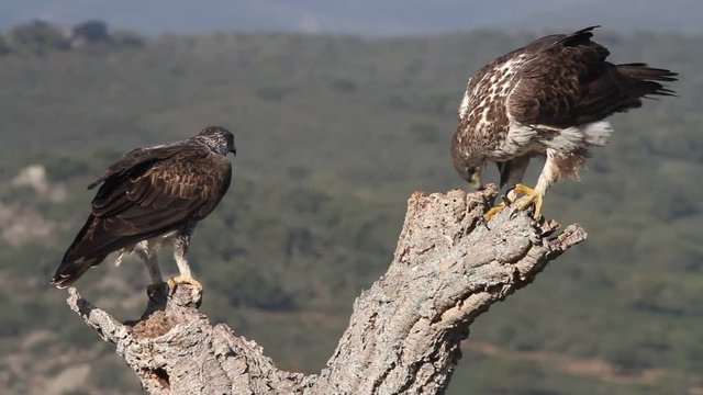 Male and female of Bonelli’s eagle. Aquila fasciata