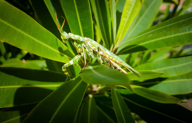 Blepharopsis mendica - Thistle Mantis or Devil’s Flower Mantis