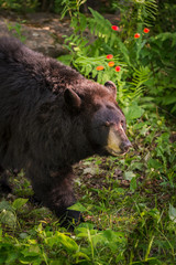 Fototapeta premium Adult Female Black Bear (Ursus americanus) Walks Past