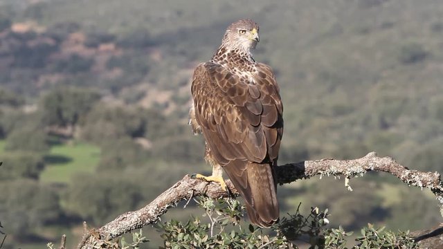 Male and female of Bonelli&rsquo;s eagle. Aquila fasciata