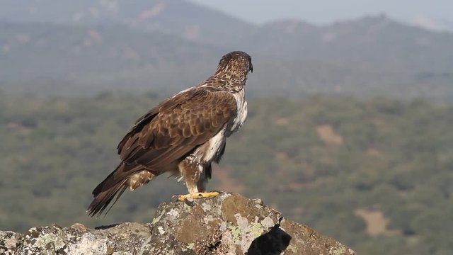 Male and female of Bonelli&rsquo;s eagle. Aquila fasciata