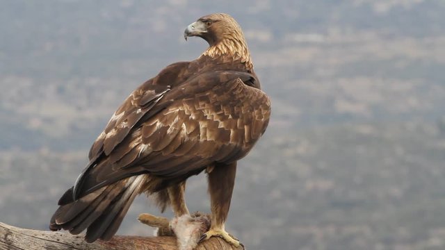 Adlult male of Golden eagle. Aquila chrysaetos
