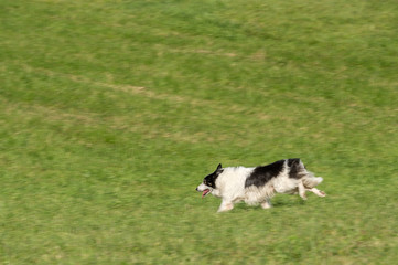 Sheep Dog Runs Left Through Field