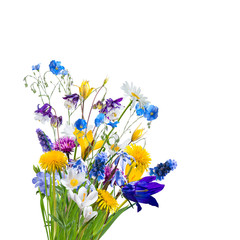Different Wild Flowers Isolated