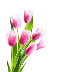 Pink Tulip Flowers Isolated
