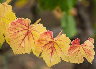 Red and yellow leaves in the fall vineyard