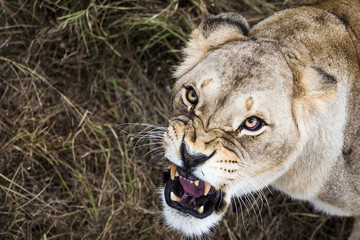 Porter of a growling lioness