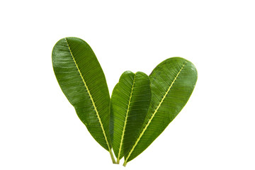 Green plumeria leaf isolated