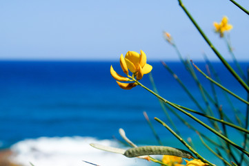 Żółty kwiatek na tle morza - obrazy, fototapety, plakaty