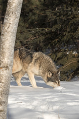 Grey Wolf (Canis lupus) Noses Up Snow