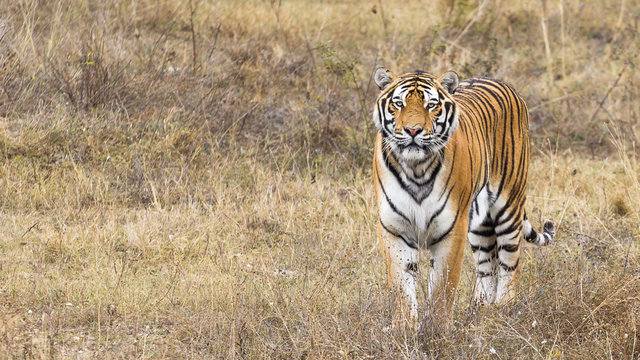 Portrait of a beautiful tiger