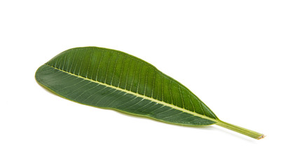 Green plumeria leaf isolated