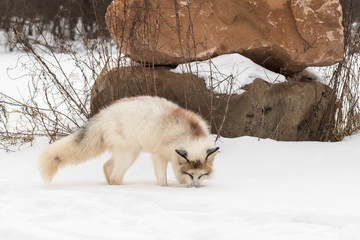 Red Marble Fox (Vulpes vulpes) Sniffs in Snow