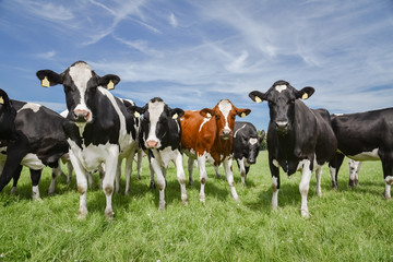 Holstein Friesian Rinder auf der Weide, Nahaufnahme