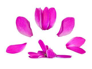 set of delicate flower petals isolated on white background