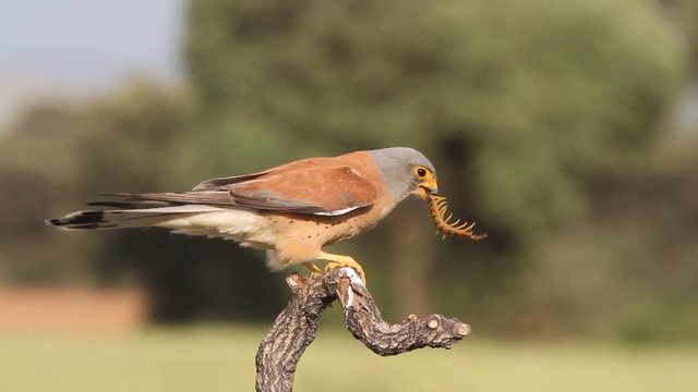 Male of Lesser kestrel eating a big insect. Falco naumanni