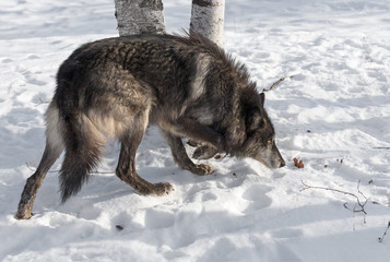 Fototapeta na wymiar Black Phase Grey Wolf (Canis lupus) Moves Right Head Down