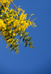 Yellow Mimosa Flowers