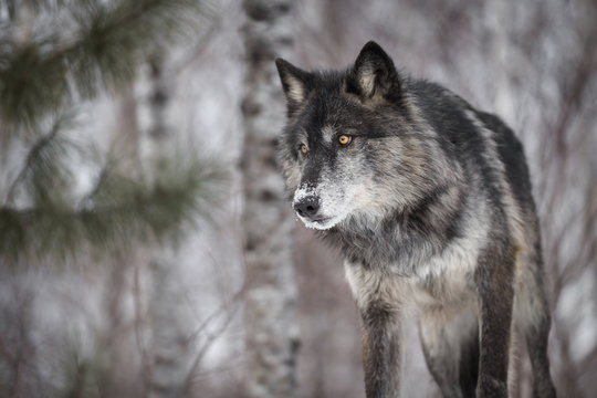 Black Phase Grey Wolf (Canis lupus) Peers Out Intently
