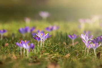 Frühlingserwachen einer wilden Blumenwiese