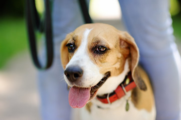 Close up photo of Beagle dog in the summer park