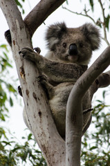 Koala im Baum