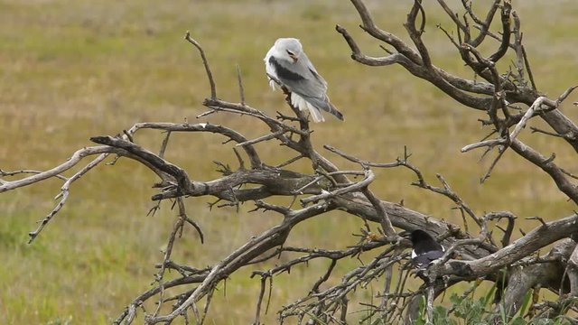 Adult of black-shouldered. Elanus caeruleus.