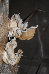 Oyster mushrooms fantastically shaped, growing from the substrate - rotten bag o