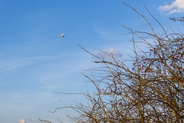 Flying kite behind the rosehip tree. Slovakia