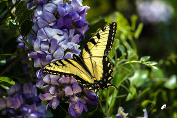 Fototapeta na wymiar Save the pollinators