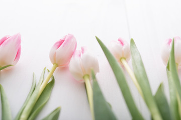 Pink tulips in a row on white table
