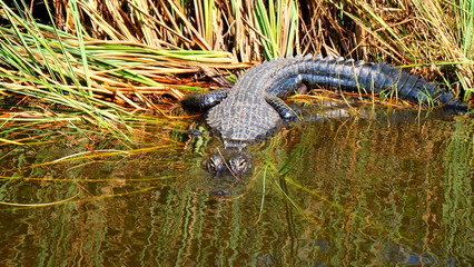 Alligator, Miami Everglades nationa lpark