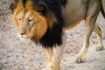 South Africa lion closeup