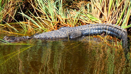 Alligator