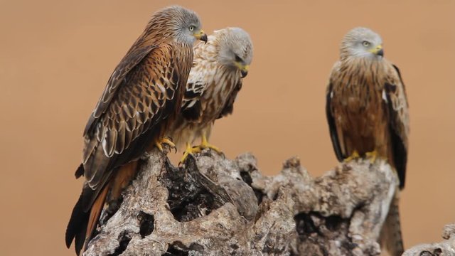 Reds kites on a branch. Milvus milvus