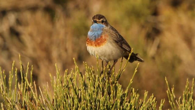 Male singing in the breeding season of Bluethroat. Luscinia svecica