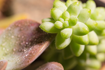 Succulents with a macro view