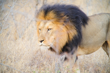 South Africa lion closeup