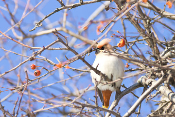 Portrait of Bohemian waxwing bird (Bombycilla garrulus) sitting on a wild apple tree, Northern Russia