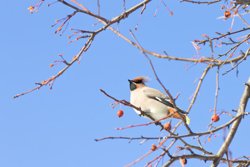 Portrait of Bohemian waxwing (Bombycilla garrulus) sitting on a wild apple tree, Northern Russia