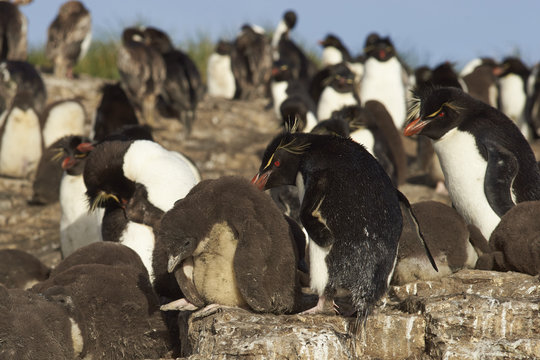 Rockhopper Penguins (Eudyptes chrysocome) with chicks at their nesting site on the cliffs of Bleaker Island in the Falkland Islands