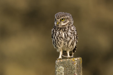 Athene noctua