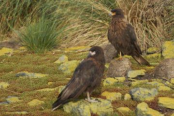 Group of Striated Caracara (Phalcoboenus australis) standing on the cliffs on Bleaker Island in the Falkland Islands.