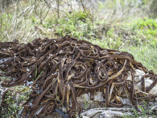 Environmental problem. Wastes which contaminate soils