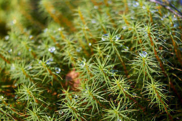 Gräser mit Tautropfen